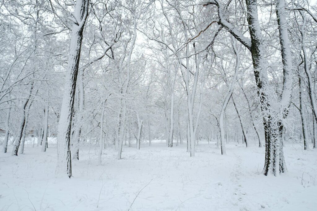 Snow winter park after blizzard, cold weather